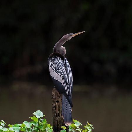 The Corner House Tortuguero Exterior foto
