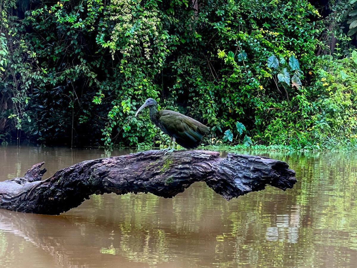 The Corner House Tortuguero Exterior foto
