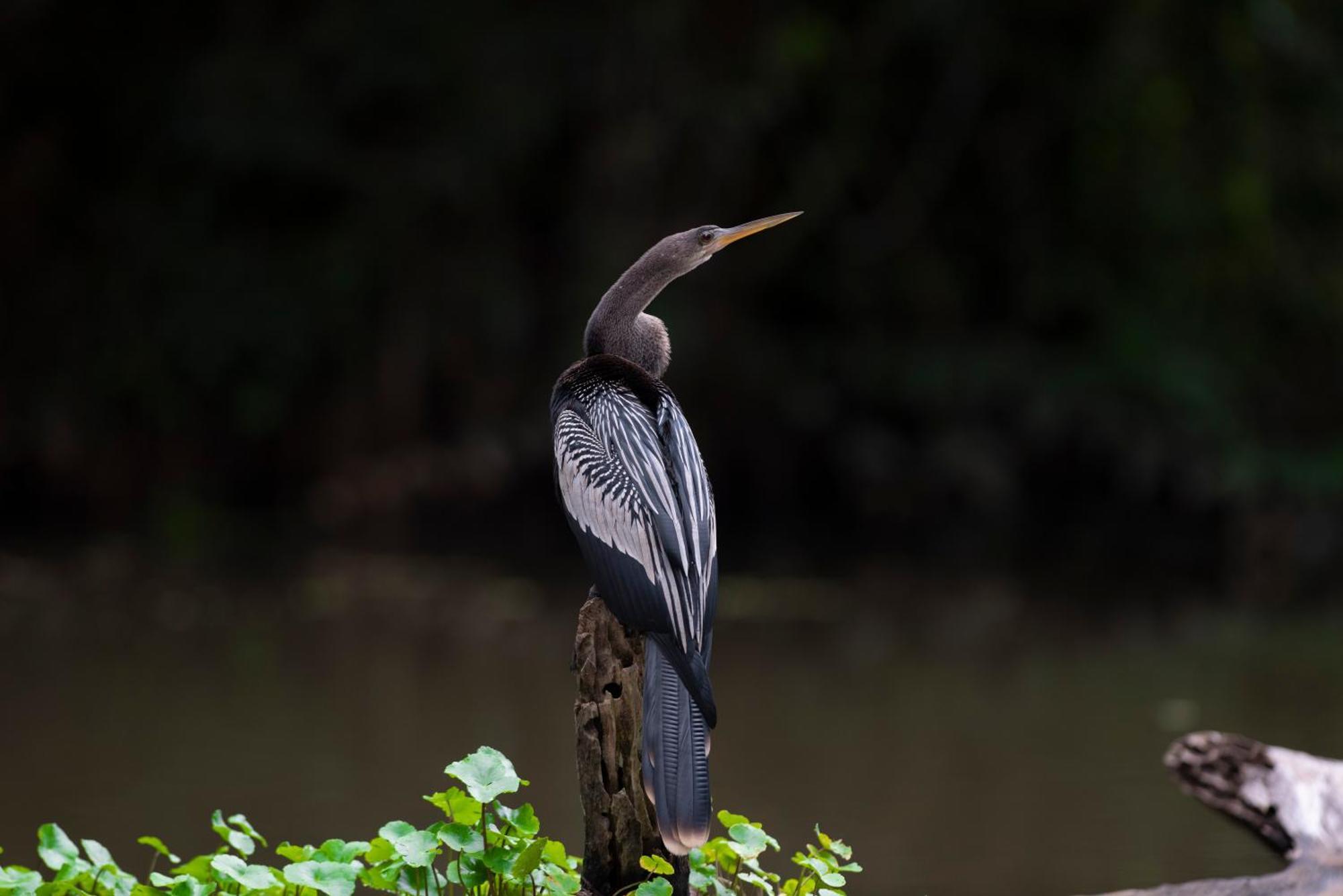 The Corner House Tortuguero Exterior foto